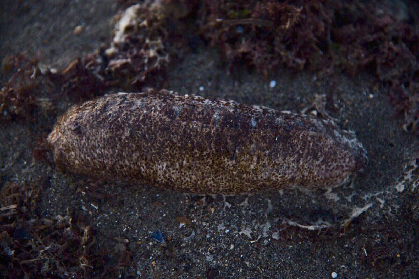 Le oloturie o cetrioli di mare